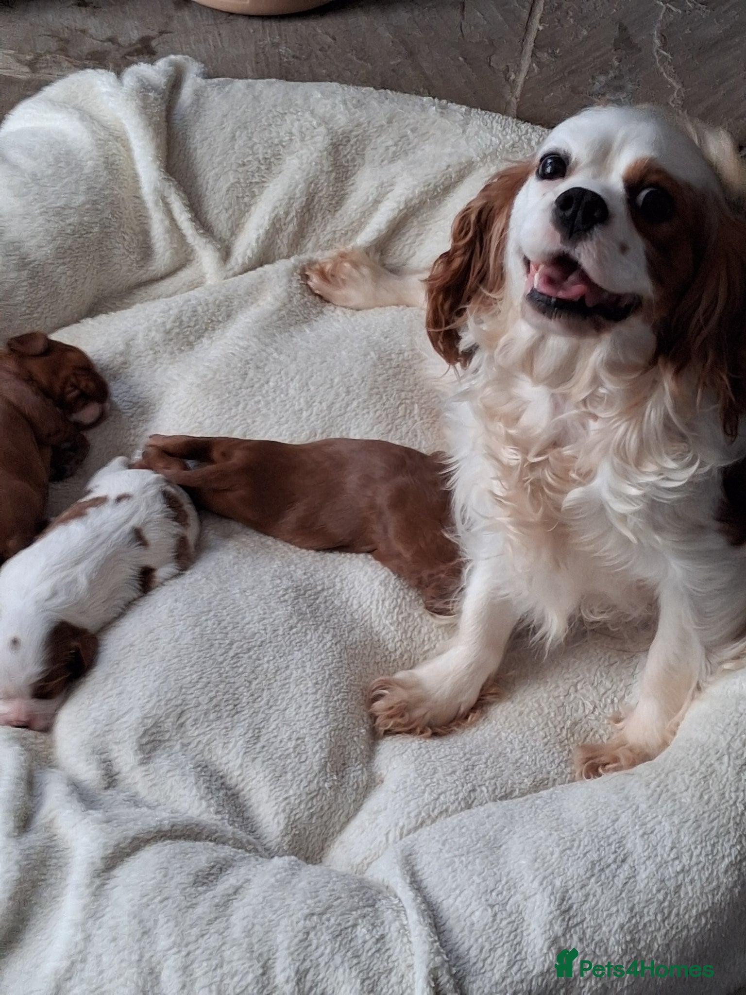 Cavalier King Charles Spaniel dogs Cavalier king Charles fully health tested lines - Advert 10