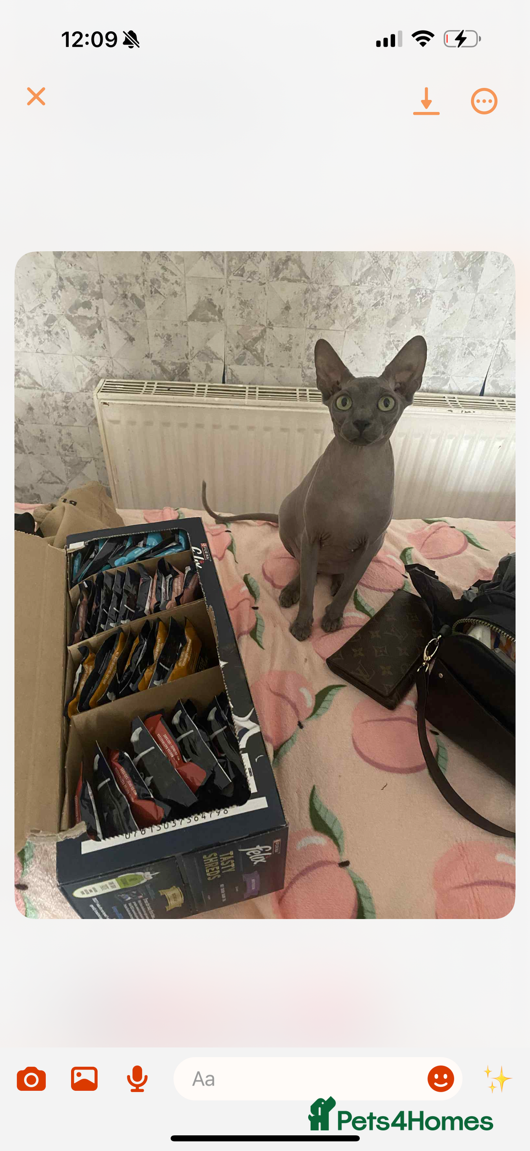 Sphynx cats for sale: Little pink girl  - Image 3