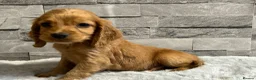 Cocker Spaniel dogs for sale: Show cocker spaniel puppies  - Advert 11