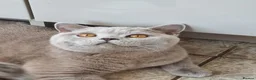 British Shorthair cats for sale: British Shorthair blue boy  - Advert 13