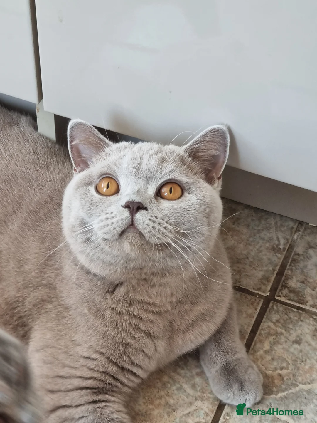 British Shorthair cats for sale: British Shorthair blue boy  - Advert 13