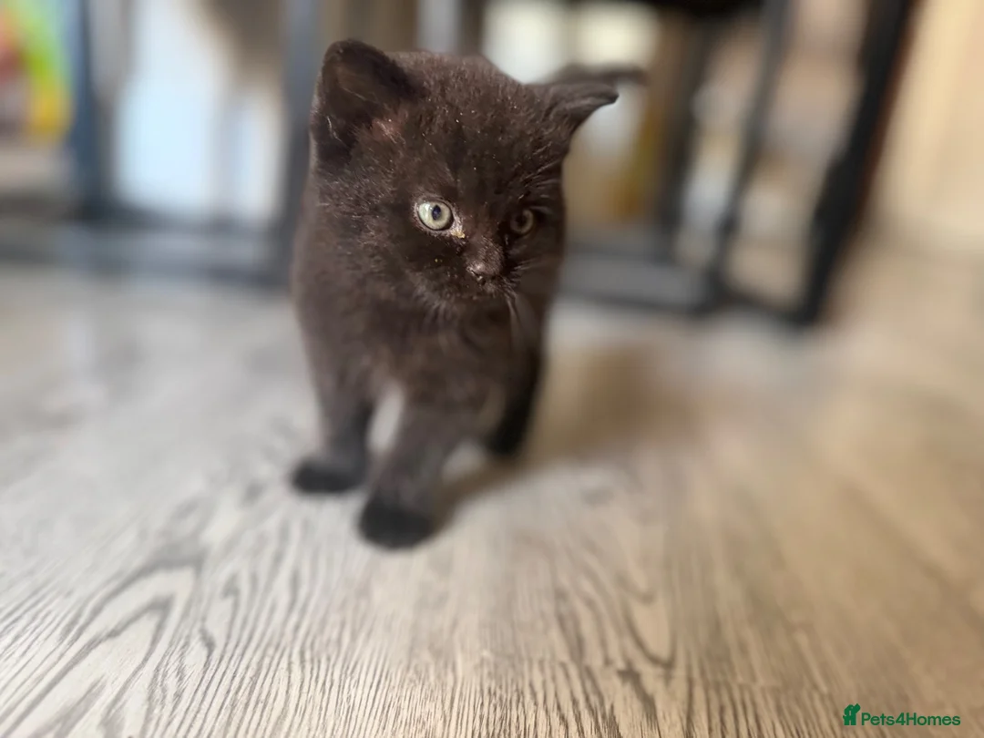 Mixed Breed cats for sale: Persian and tabby Ebony kitten in Birmingham - Advert 2