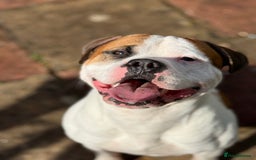 American Bull Staffy dogs for stud: Looking to stud - Image 15
