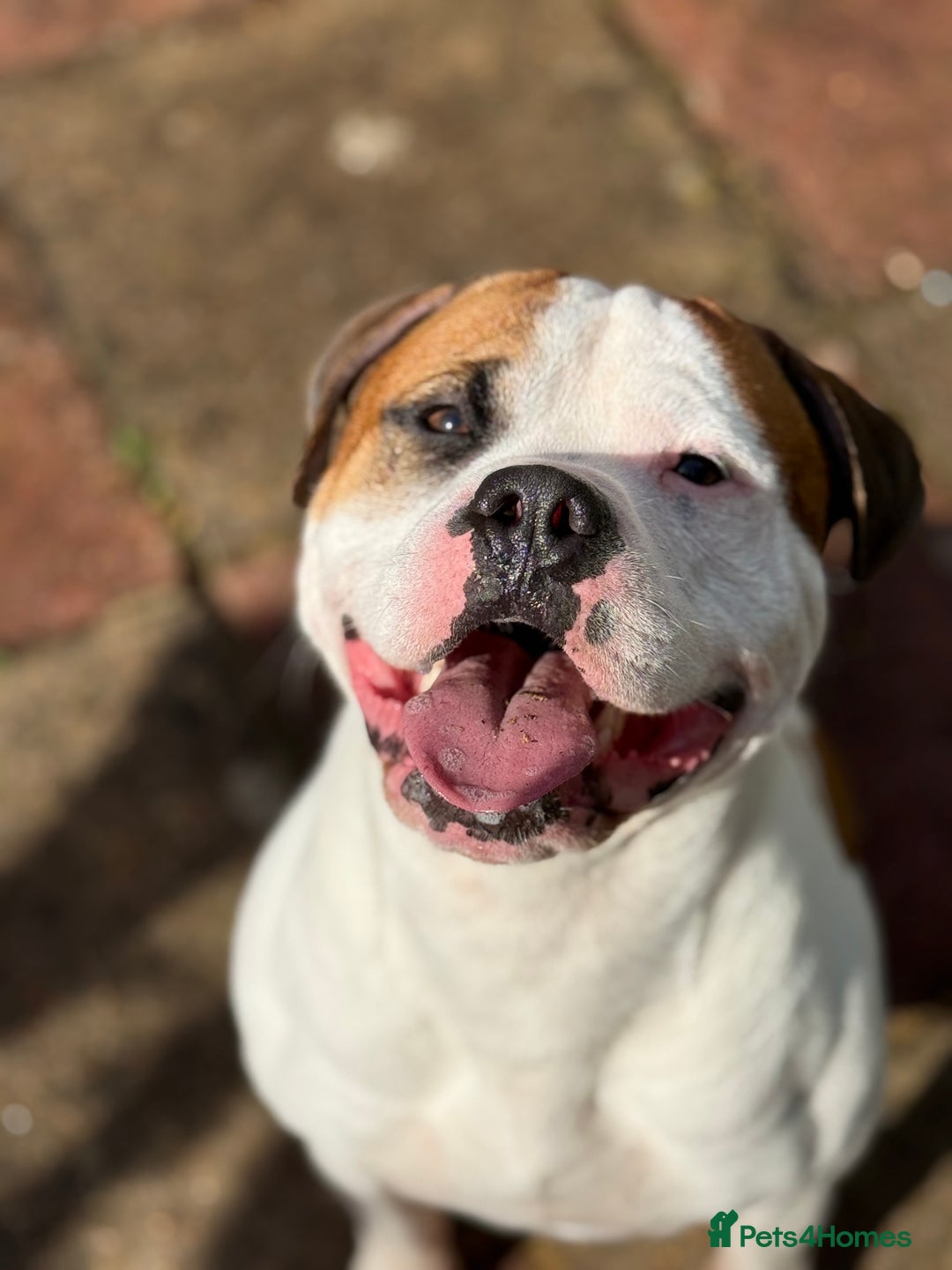 American Bull Staffy dogs for stud: Looking to stud - Image 15
