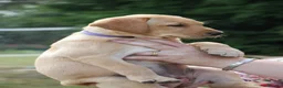 Labrador Retriever dogs for sale: Adorable Kc reg Labrador puppies ready to leave  - Advert 9