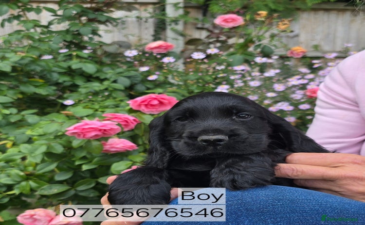 Cocker Spaniel dogs - Advert 7