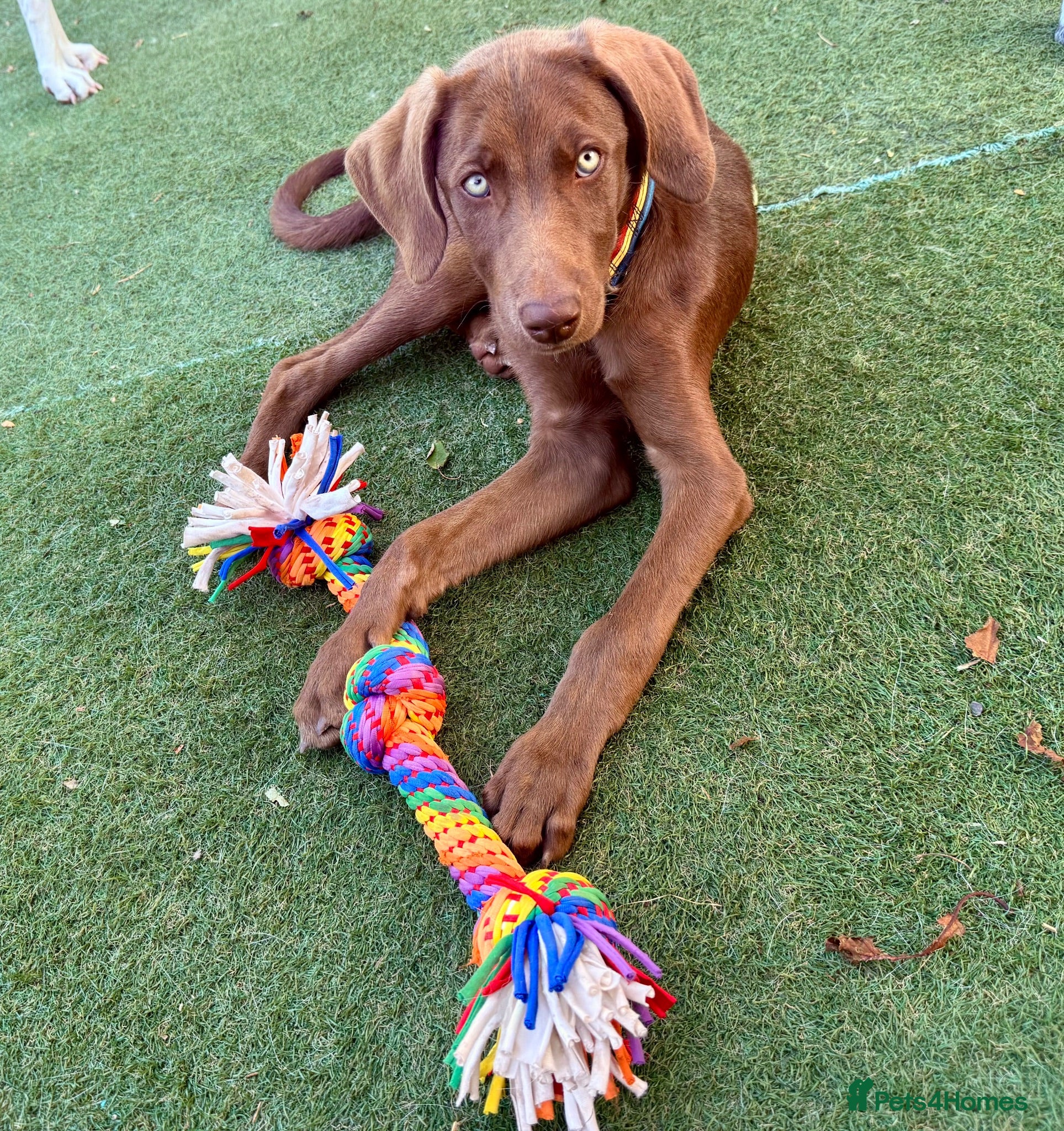 Mixed Breed dogs Waiting4🏡 , stunning pups very much loved 🐶  - Advert 1