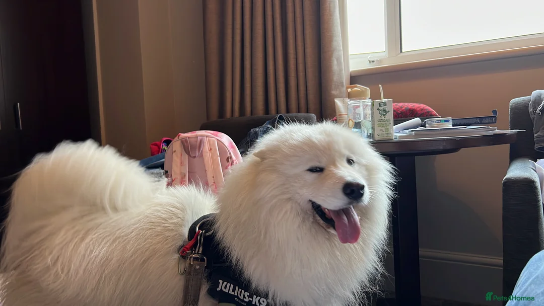 Samoyed dogs for stud: Purebred KC Registered SAMOYED Stud for Breeding  in Reading - Advert 30