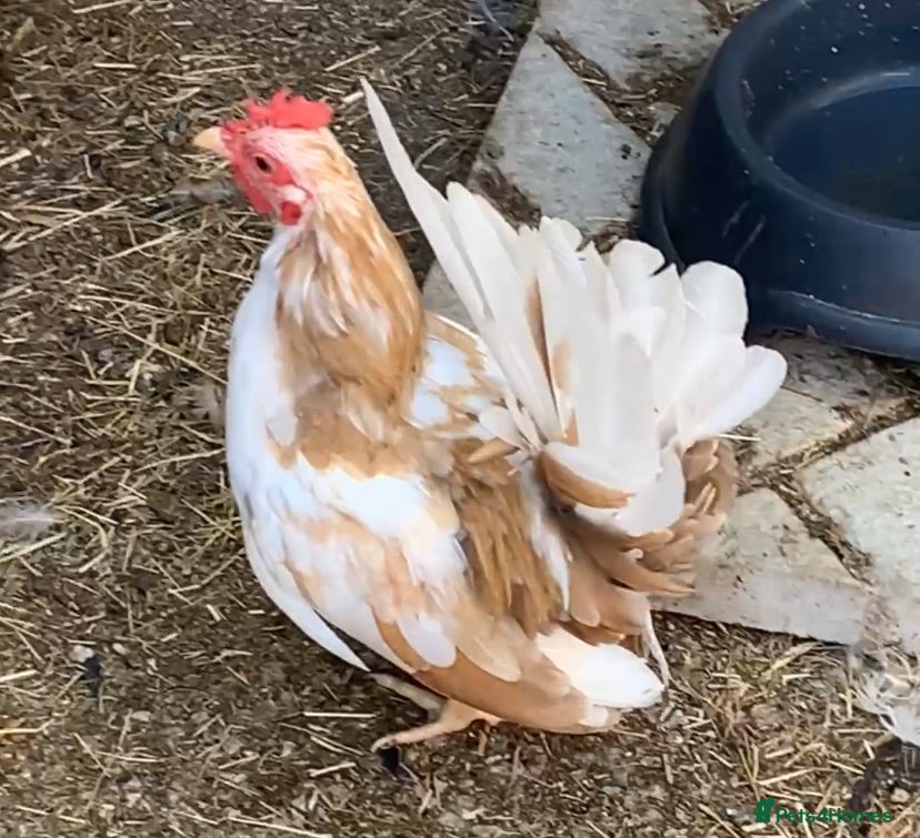 Chickens poultry Two lovely male seramas  - Advert 2