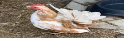 Chickens poultry for sale: Two lovely male seramas  in Sheffield - Advert 2