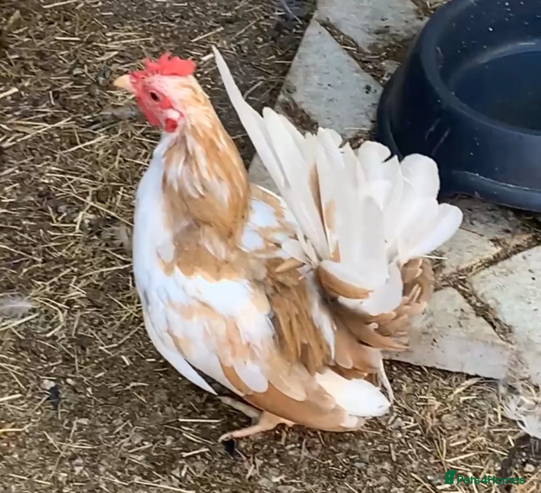 Chickens poultry for sale: Two lovely male seramas  in Sheffield - Advert 2