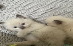 Ragdoll cats for sale: GCCF Ragdoll Kittens - Image 20