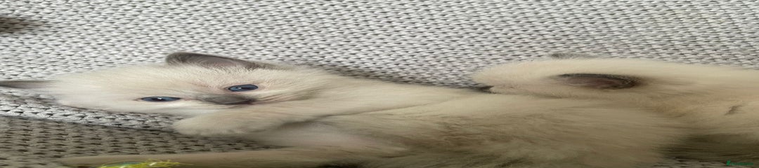 Ragdoll Kitten 1