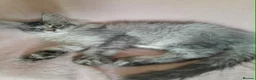 Maine Coon cats for sale: black smoke/polydactyl maine coonTICA kittens - Advert 15