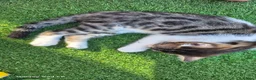 Bengal cats for sale: Half bengal kittens  - Advert 3
