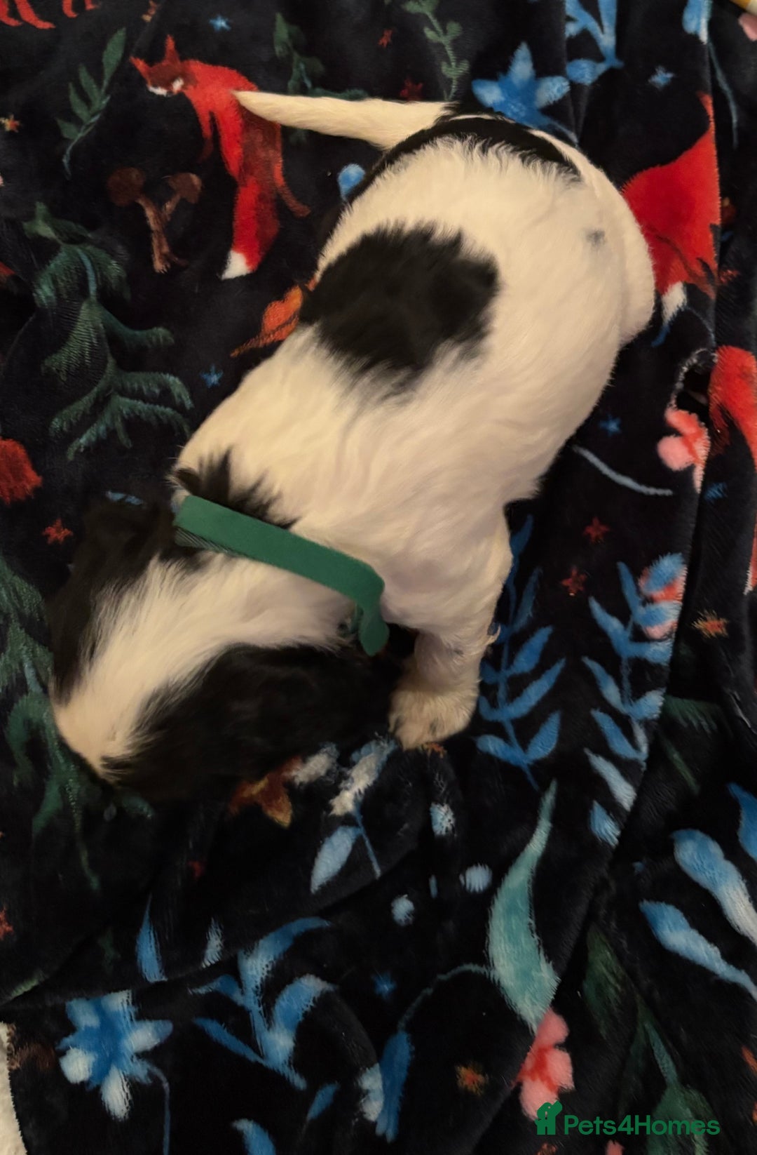 Mixed Breed dogs for sale: Cocker-Jack xCavalier King Charles Spaniel Puppies - Advert 27