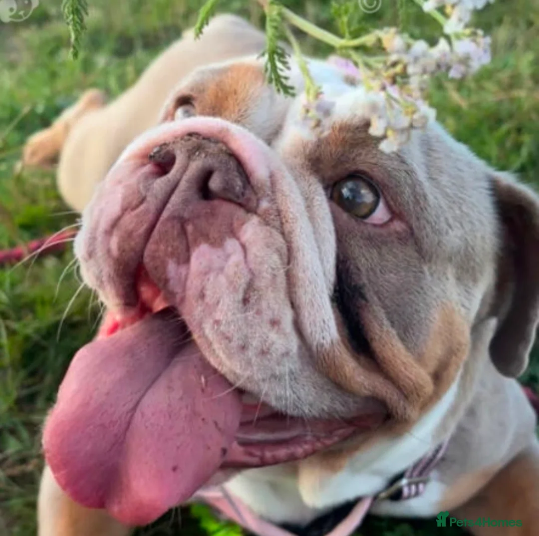 English Bulldog dogs for sale: English bulldog aged 5 for sale in Llanelli - Advert 5