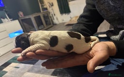 Cockerdor dogs for sale: Cockerdors  - Advert 23