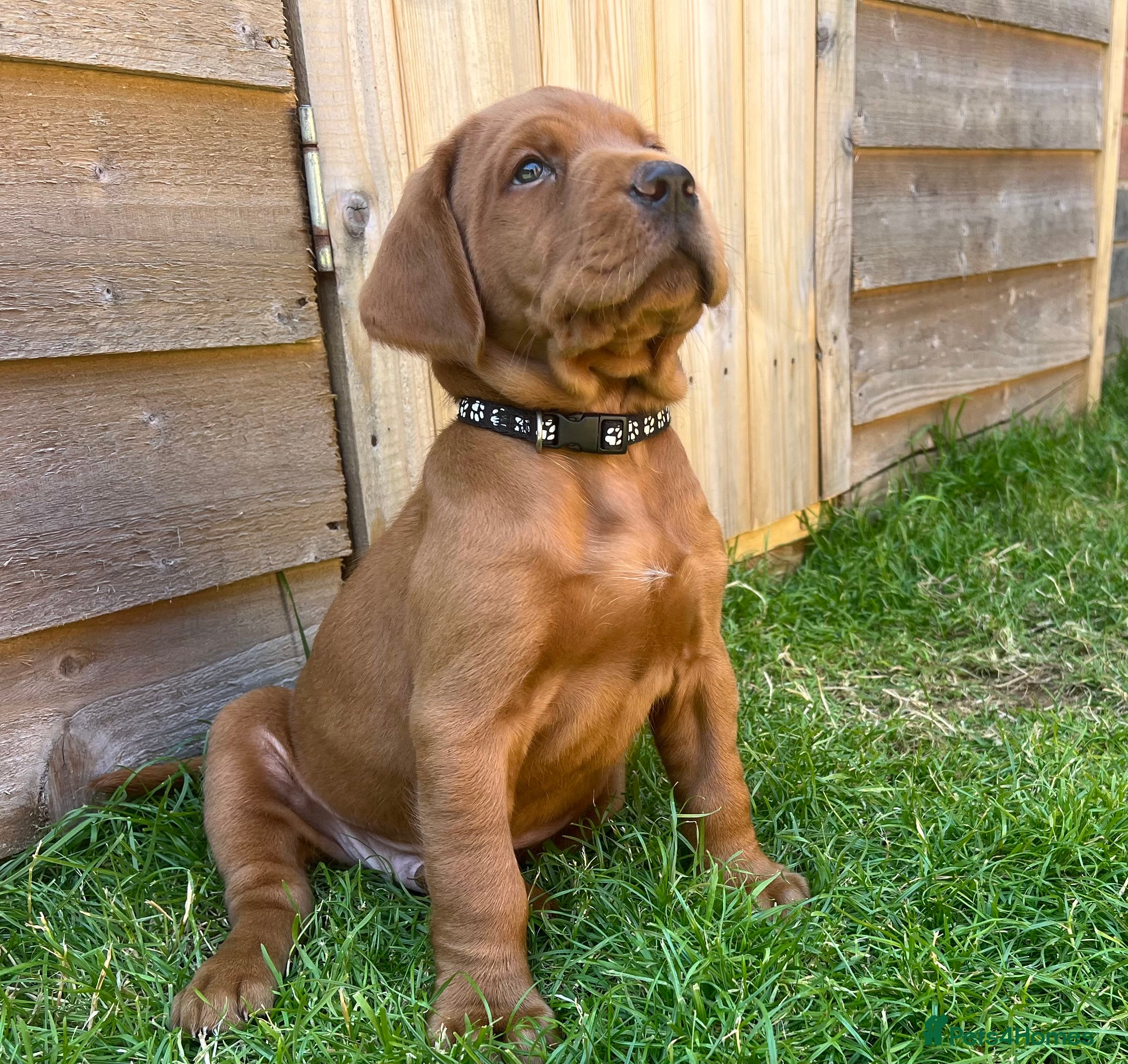 Labrador Retriever dogs KC registered Fox Red Labrador puppies. - Advert 2