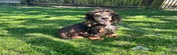 Cocker Spaniel dogs for sale: Beautiful show type Cocker Spaniels - Advert 33
