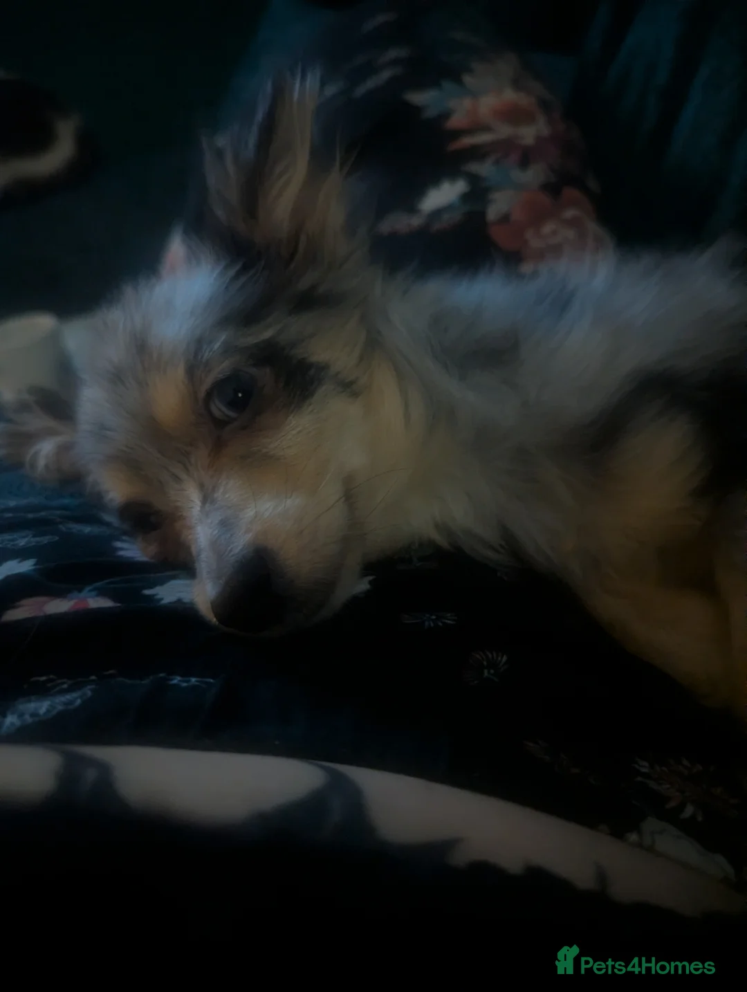 Pomchi dogs for sale: Pomchi looking for his forever home  - Advert 2