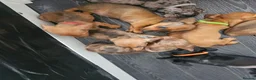 Dachshund dogs for sale: Miniture Dashshunds READY TO RESERVE - Advert 12