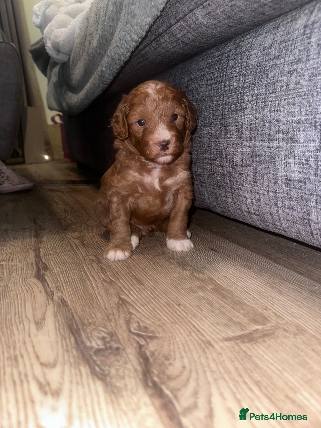 Cockapoo dogs for sale: F1B Minature Cockapoo puppies in Fox Red colour - Advert 4