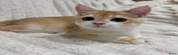 British Shorthair cats for sale: 🧡Exceptional pedigree golden BSH🧡 - Advert 7