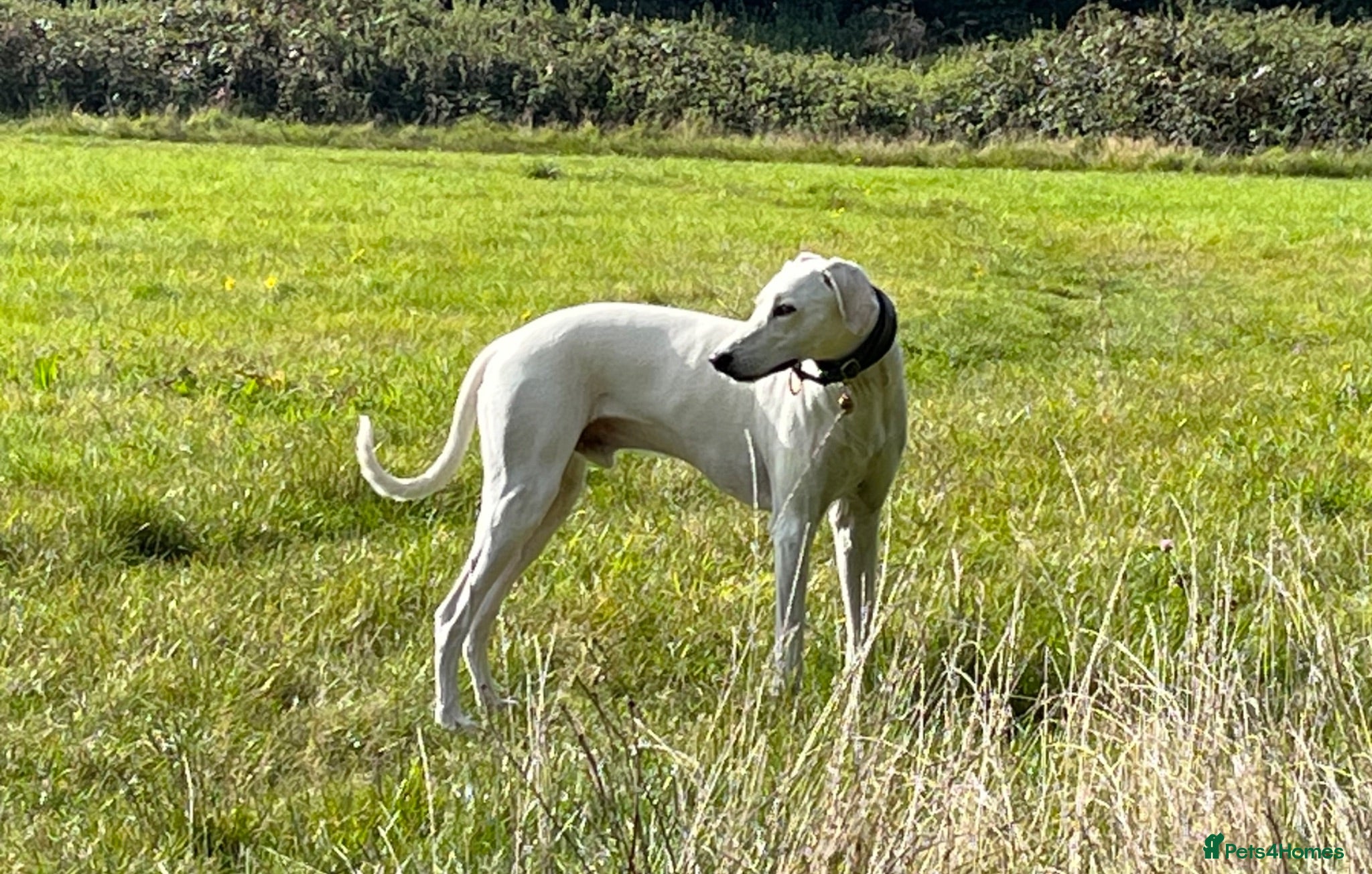 Lurcher dogs Intelligent 5-Mix Lurcher Stud: Pup Wanted - Advert 12