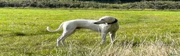 Lurcher dogs for stud: Intelligent 5-Mix Lurcher Stud: Pup Wanted in South Croydon - Advert 1