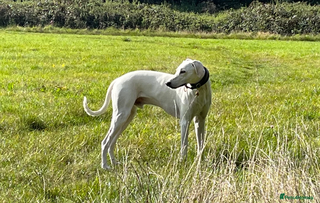 Lurcher dogs for stud: Intelligent 5-Mix Lurcher Stud: Pup Wanted in South Croydon - Advert 1