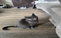 British Shorthair cats for sale: Storm - Image 2