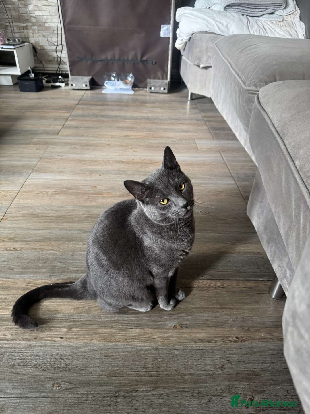 British Shorthair cats for sale: Storm - Image 2