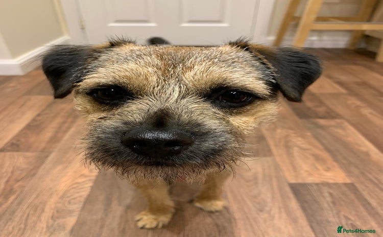 Border Terrier dogs - Advert 4