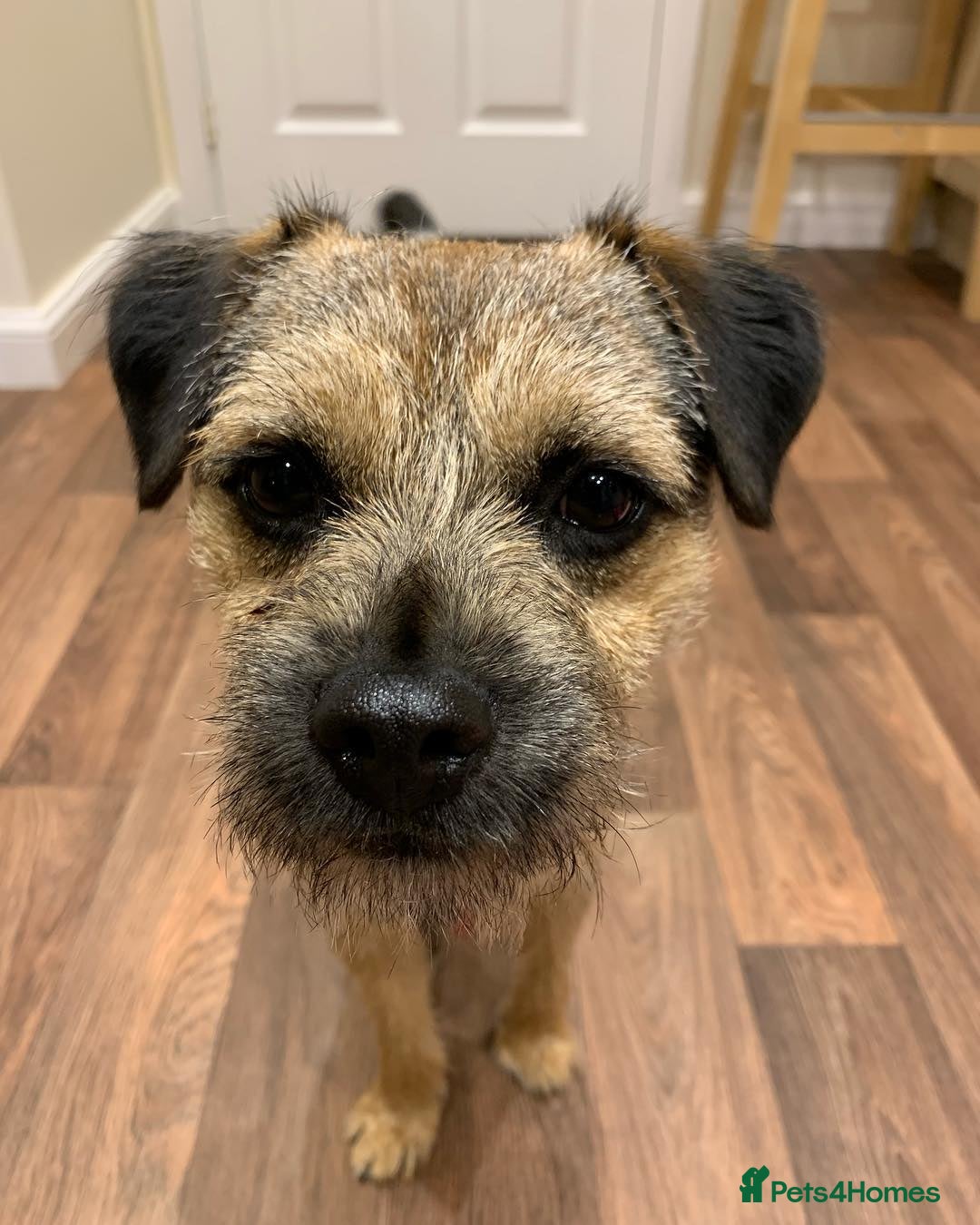 Border Terrier dogs for sale: Male Border Terrier - Image 1