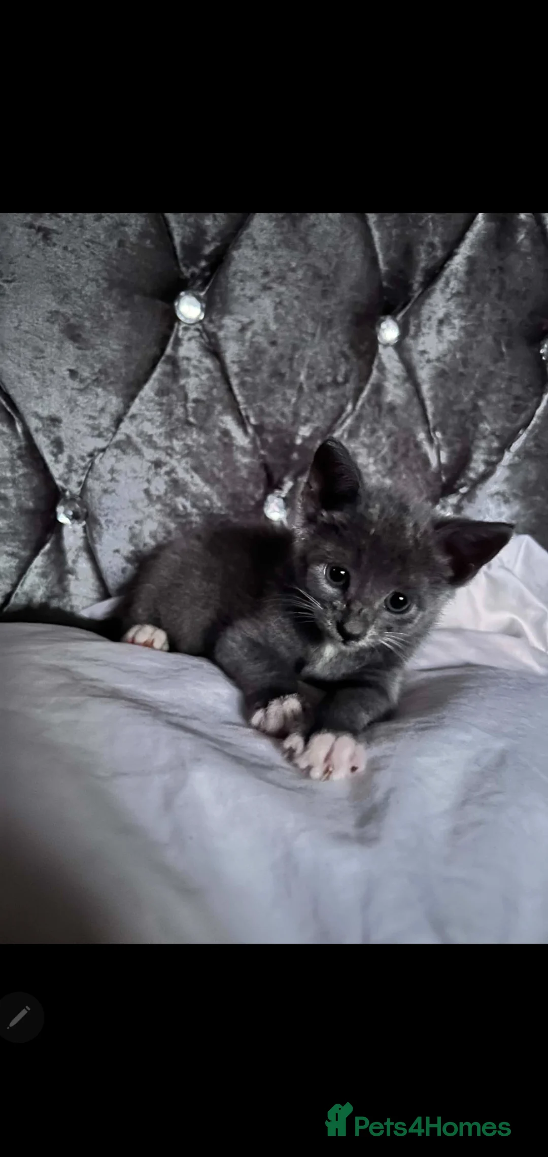 British Shorthair cats for sale: BSH part bred in Stoke-on-Trent - Advert 5