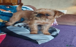 Griffon Bruxellois dogs for sale: kc Griffon Bruxellois - Image 6