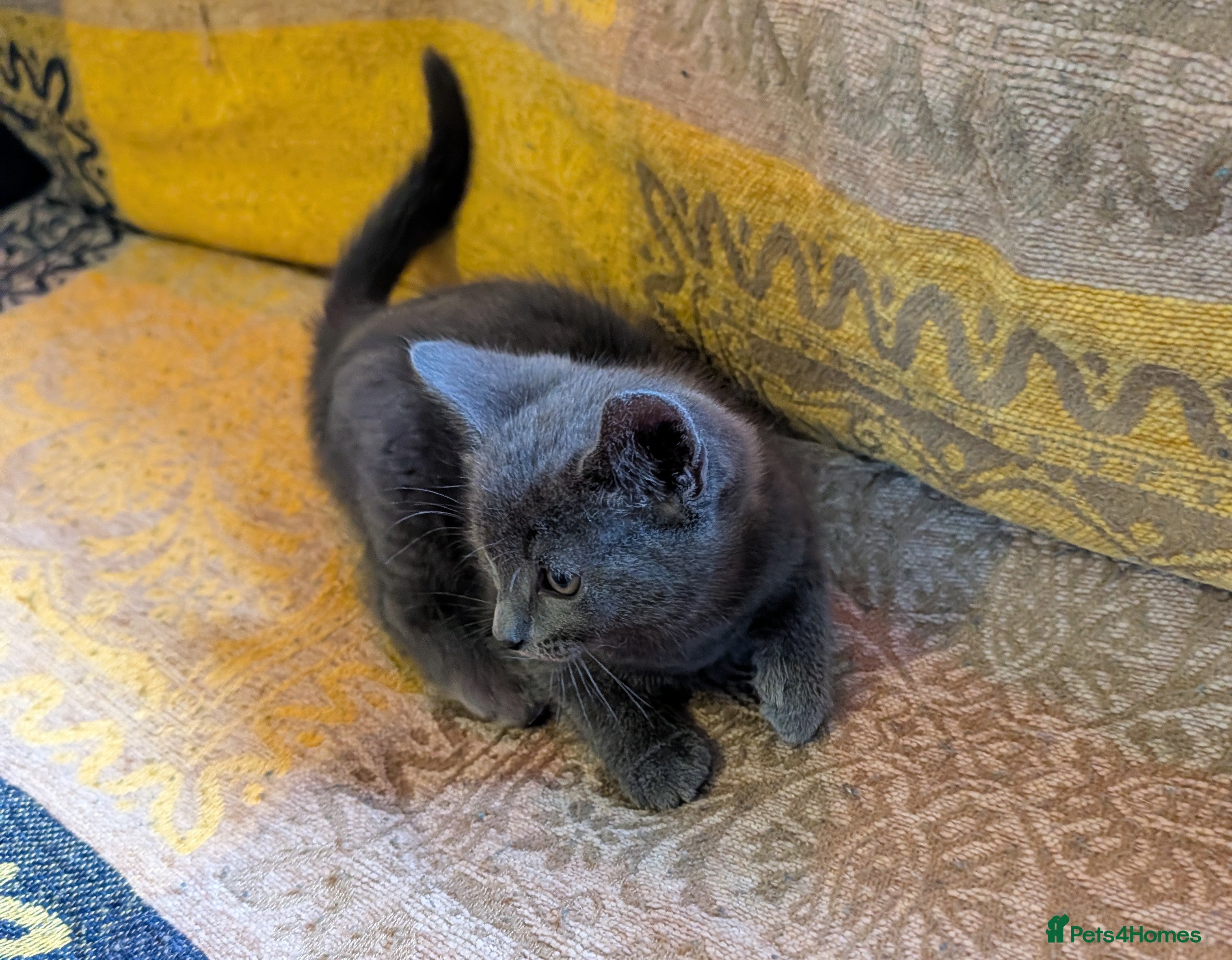Mixed Breed cats Three beautiful girl kittens for sale. - Advert 2