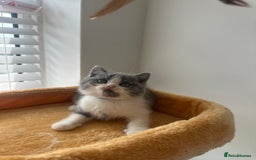 British Shorthair cats for sale: 🐻 Beautiful Teddy Bear BSH and BLH 🐻 - Image 6