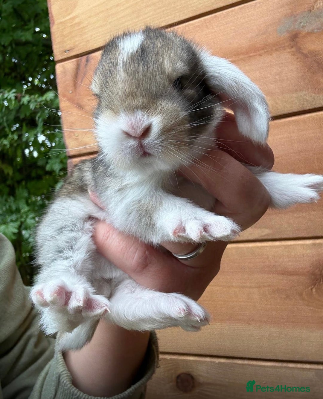 French Lop rabbits for sale: Stunning French lop babies  - Image 1