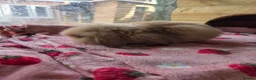 Mini Lion Lop rabbits for sale: True type Teddy lion lops ready to leave 21st Aug - Advert 5