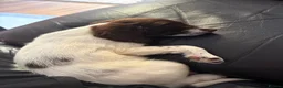 English Springer Spaniel dogs for sale: Springer Spaniel Pup looking for a loving home - Advert 4