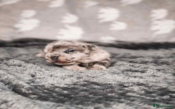 French Bulldog dogs for sale: French Bulldogs - Image 21