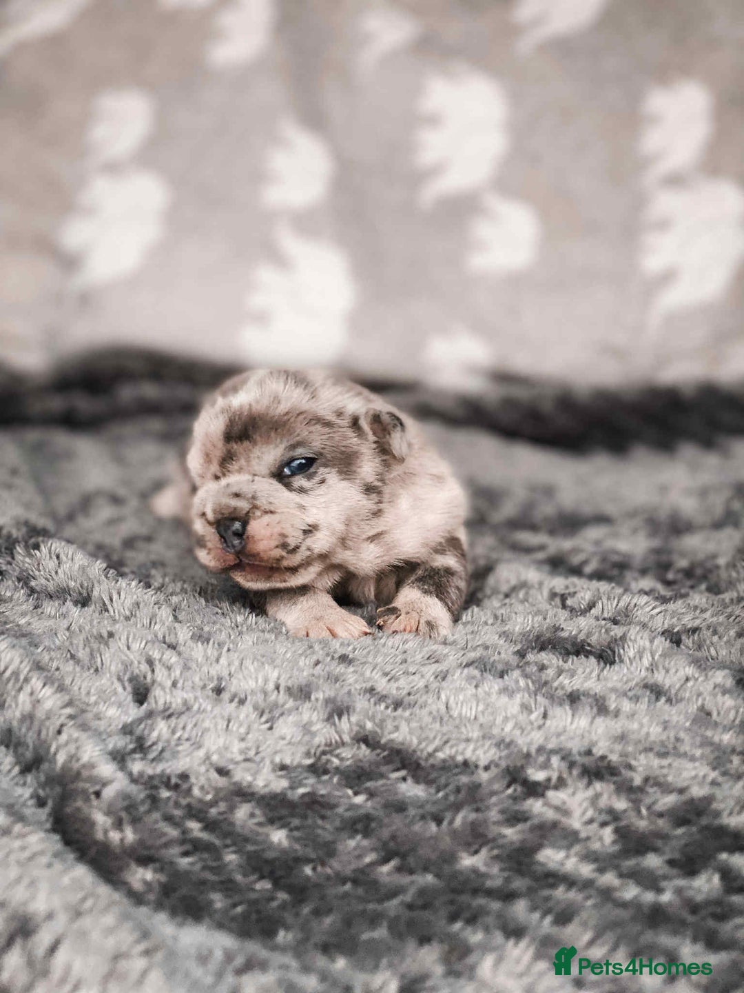 French Bulldog dogs for sale: French Bulldogs - Image 21