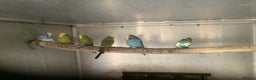 Budgerigars birds for sale: Young and Adult Budgies - Advert 1
