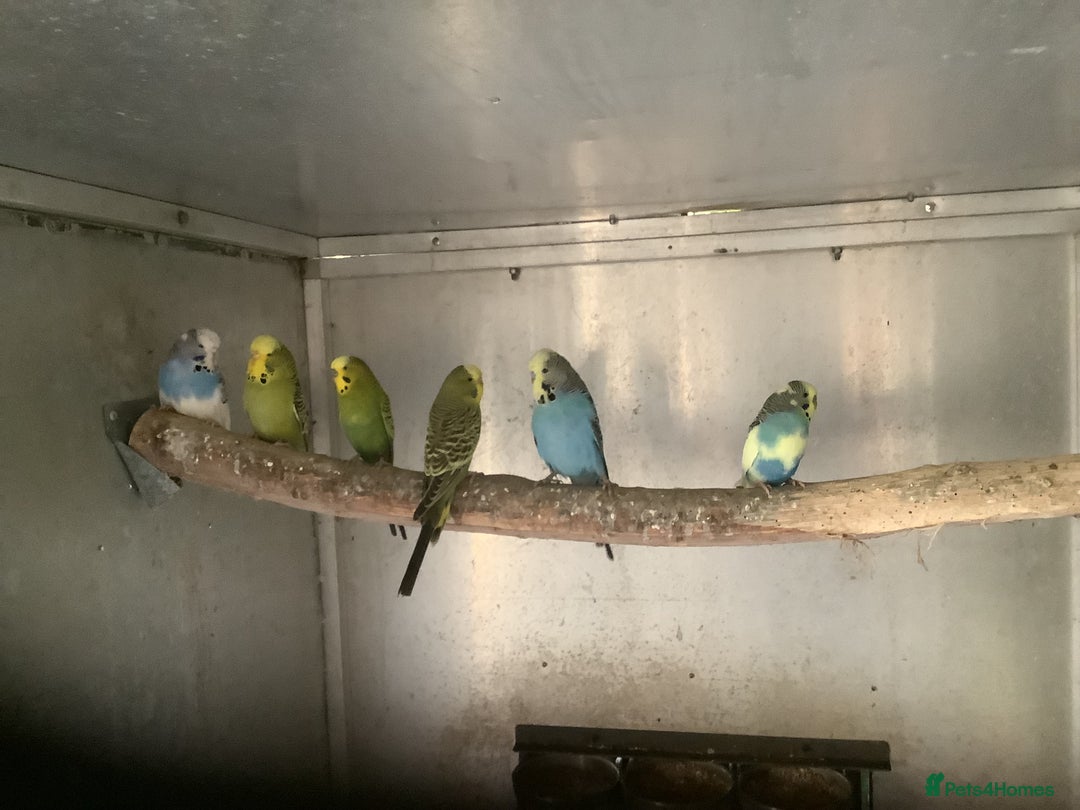 Budgerigars birds for sale: Young and Adult Budgies - Advert 1