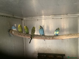 Budgerigars birds Young and Adult Budgies - Advert 1