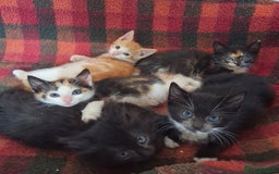 British Shorthair cats for sale: 5 Bonnie Kittens ready now  - Image 1