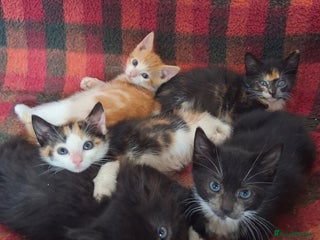 British Shorthair cats - Advert 14