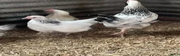 Hens poultry for sale: Light Sussex pure and crossed - Advert 10